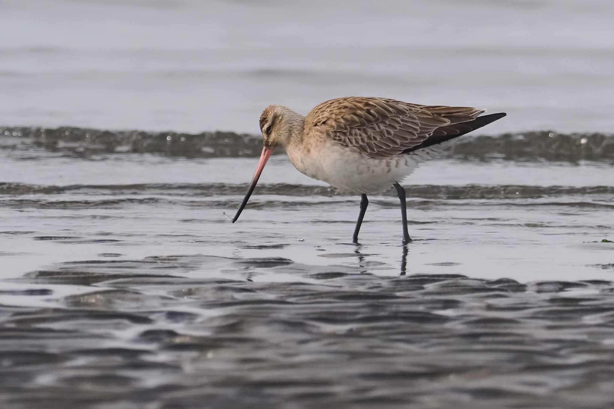 Bar-tailed Godwit