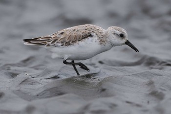 ミユビシギ ふなばし三番瀬海浜公園 2024年3月24日(日)