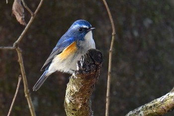 Red-flanked Bluetail 高崎自然の森 Wed, 3/20/2024