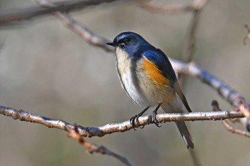 Red-flanked Bluetail 高崎自然の森 Wed, 3/20/2024