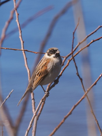 Common Reed Bunting Teganuma Wed, 3/27/2024