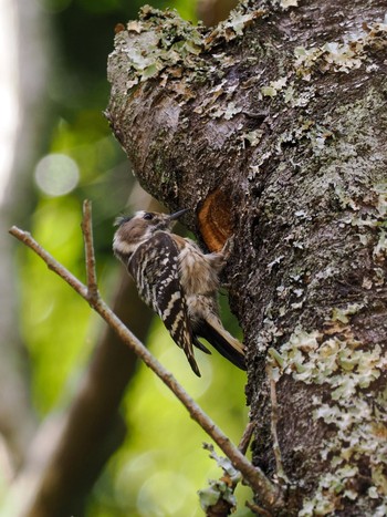 Japanese Pygmy Woodpecker Unknown Spots Wed, 3/27/2024