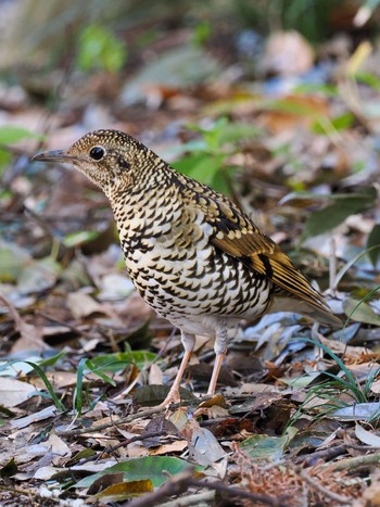 White's Thrush 印西市 Wed, 3/27/2024