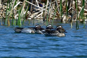 Garganey 福岡市 Wed, 3/27/2024