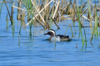 Garganey 福岡市 Wed, 3/27/2024