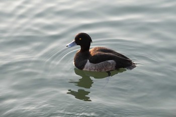 キンクロハジロ 昆陽池公園 2018年11月11日(日)