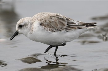 ミユビシギ ふなばし三番瀬海浜公園 2024年3月24日(日)