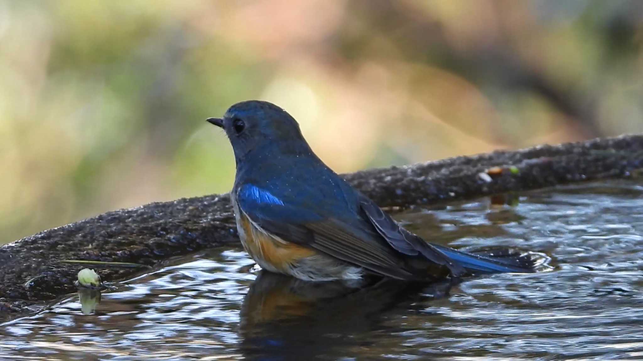 Red-flanked Bluetail