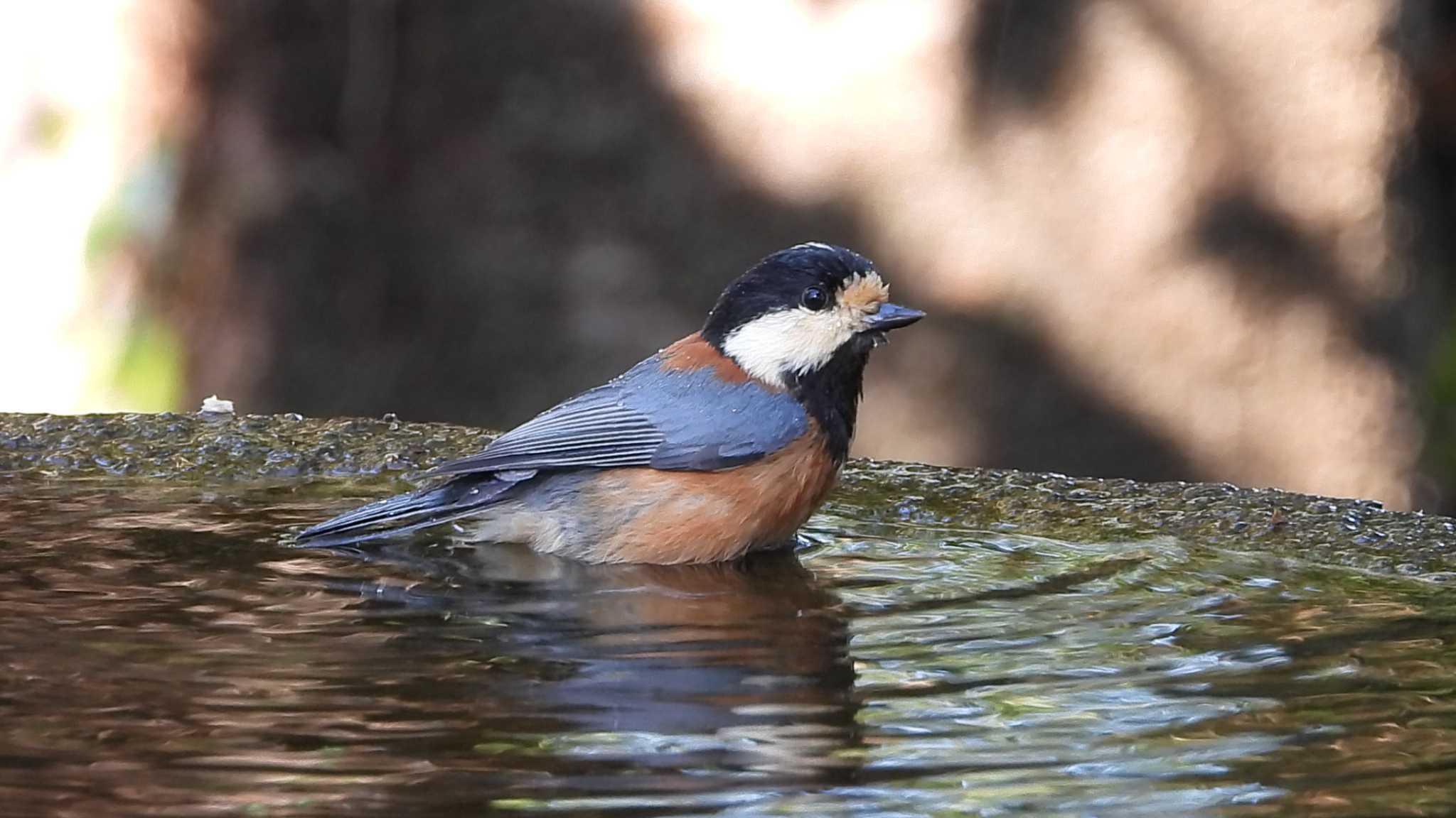 Varied Tit