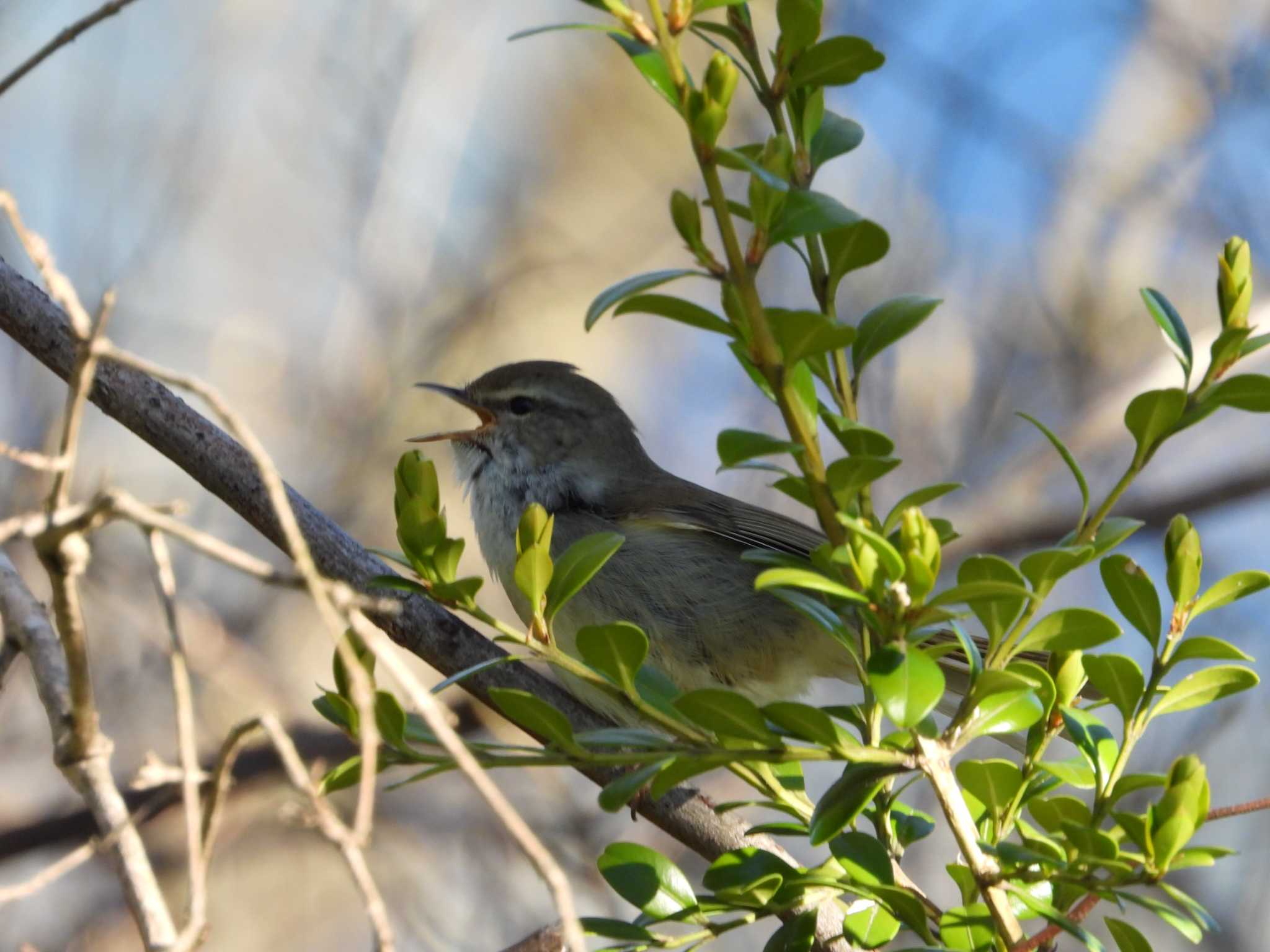 Japanese Bush Warbler