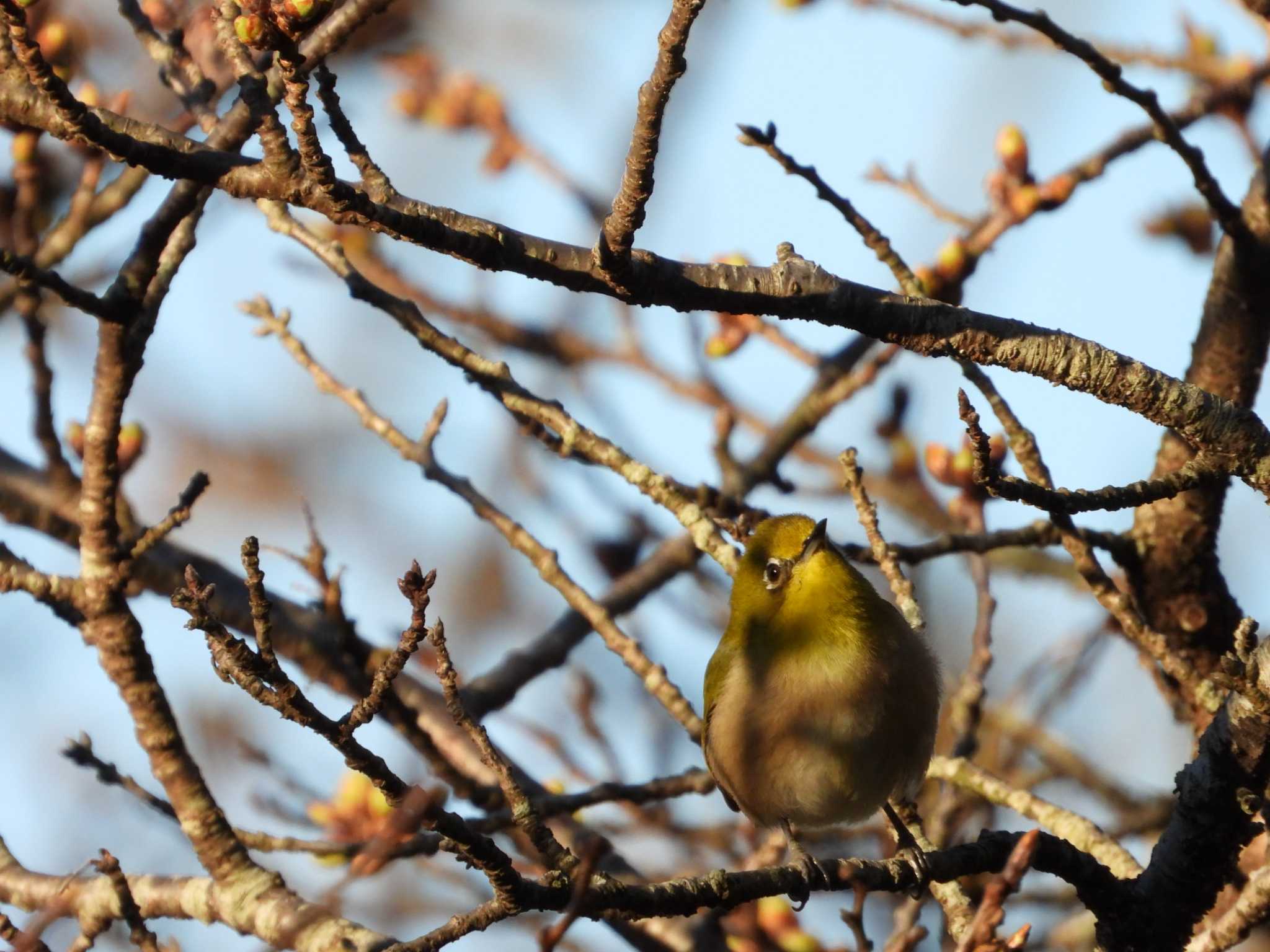 Warbling White-eye