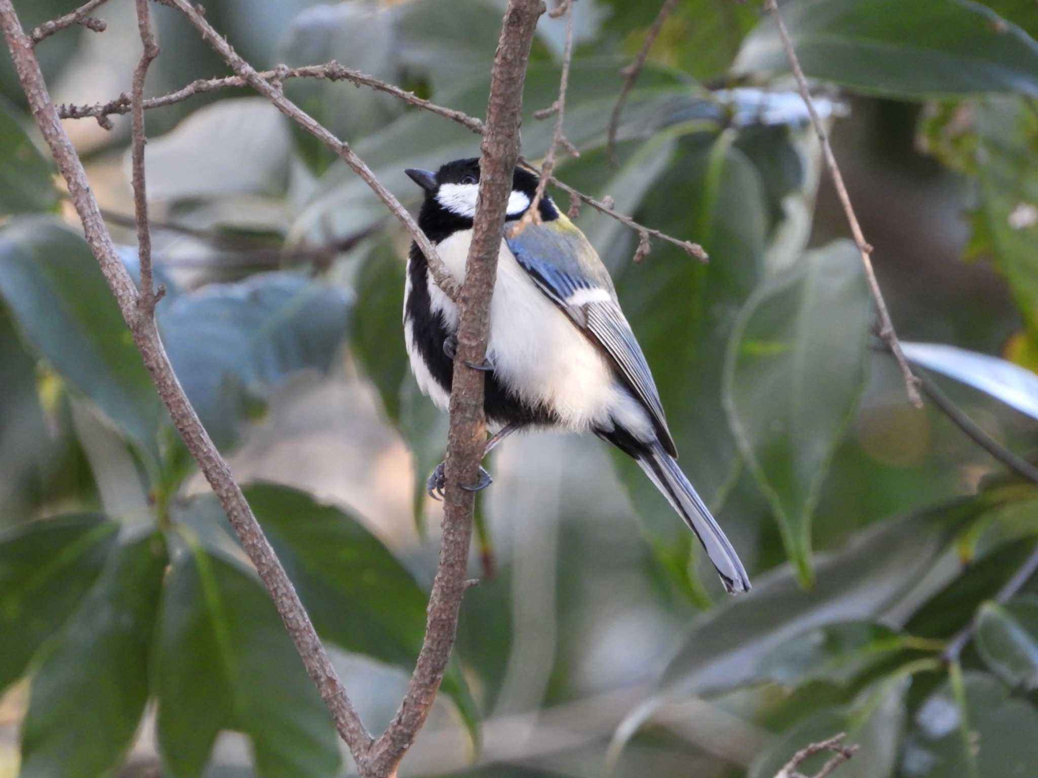 Japanese Tit