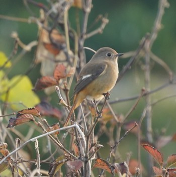 Daurian Redstart 横須賀中央公園 Mon, 12/17/2018