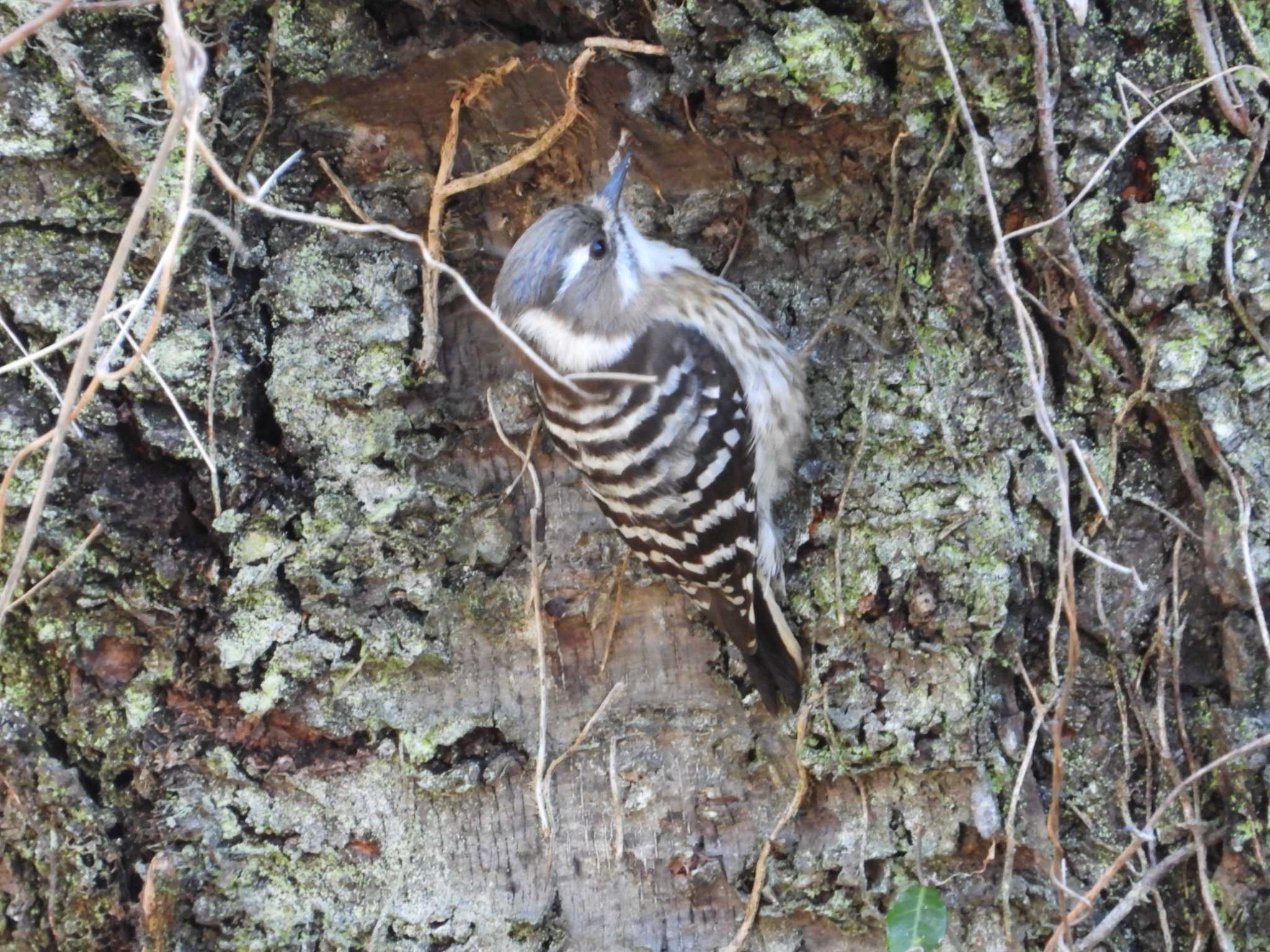 Japanese Pygmy Woodpecker