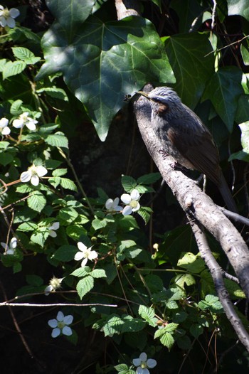 Brown-eared Bulbul ＭＦ Wed, 3/27/2024