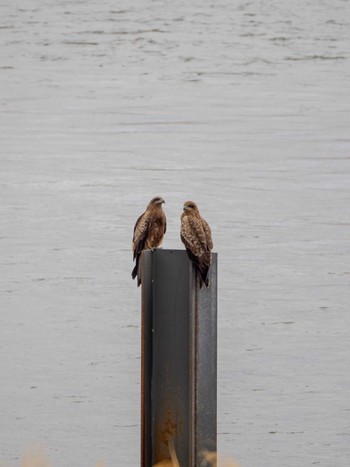 Black Kite 天竜川 Mon, 1/22/2024