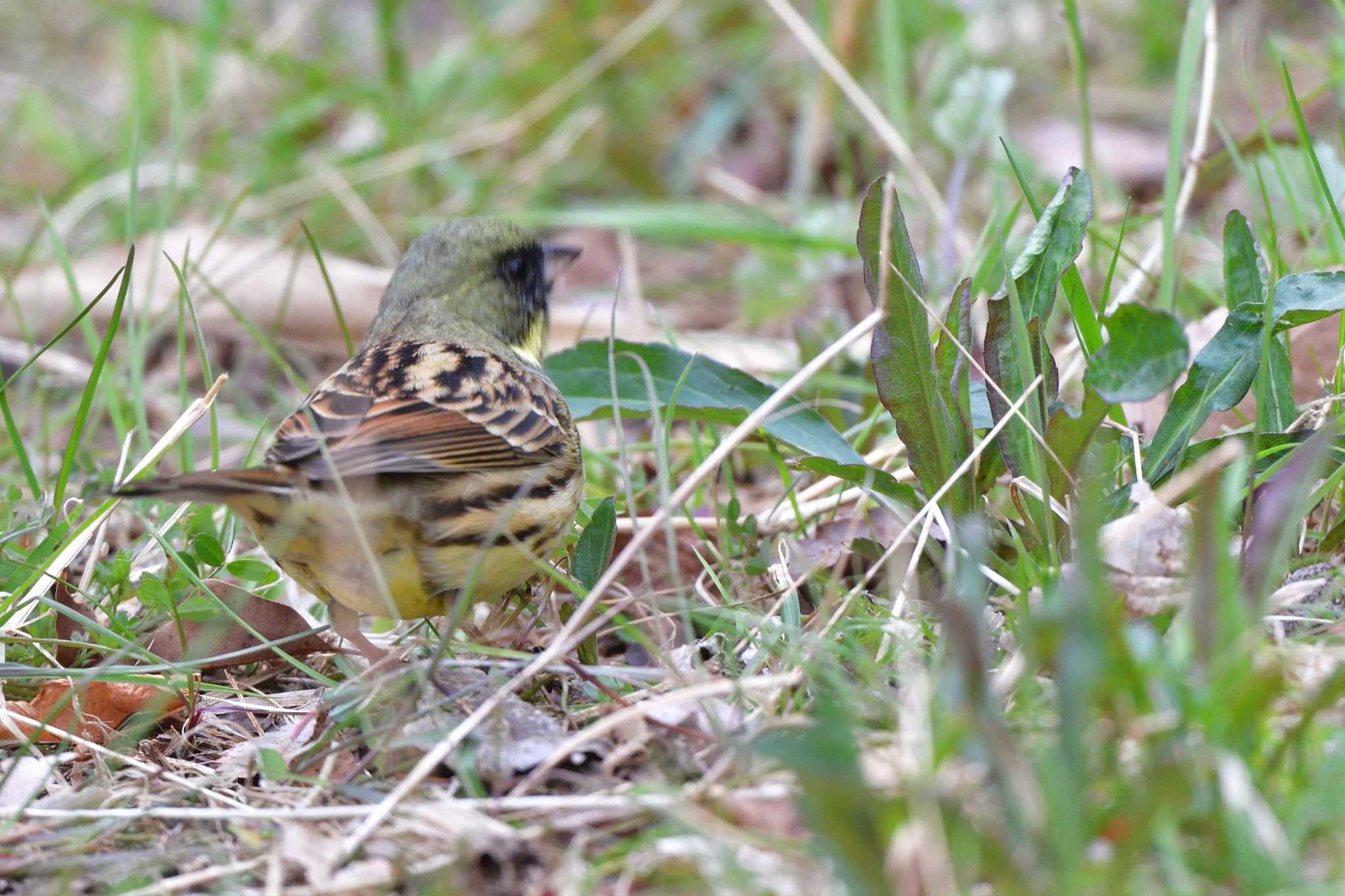 Masked Bunting