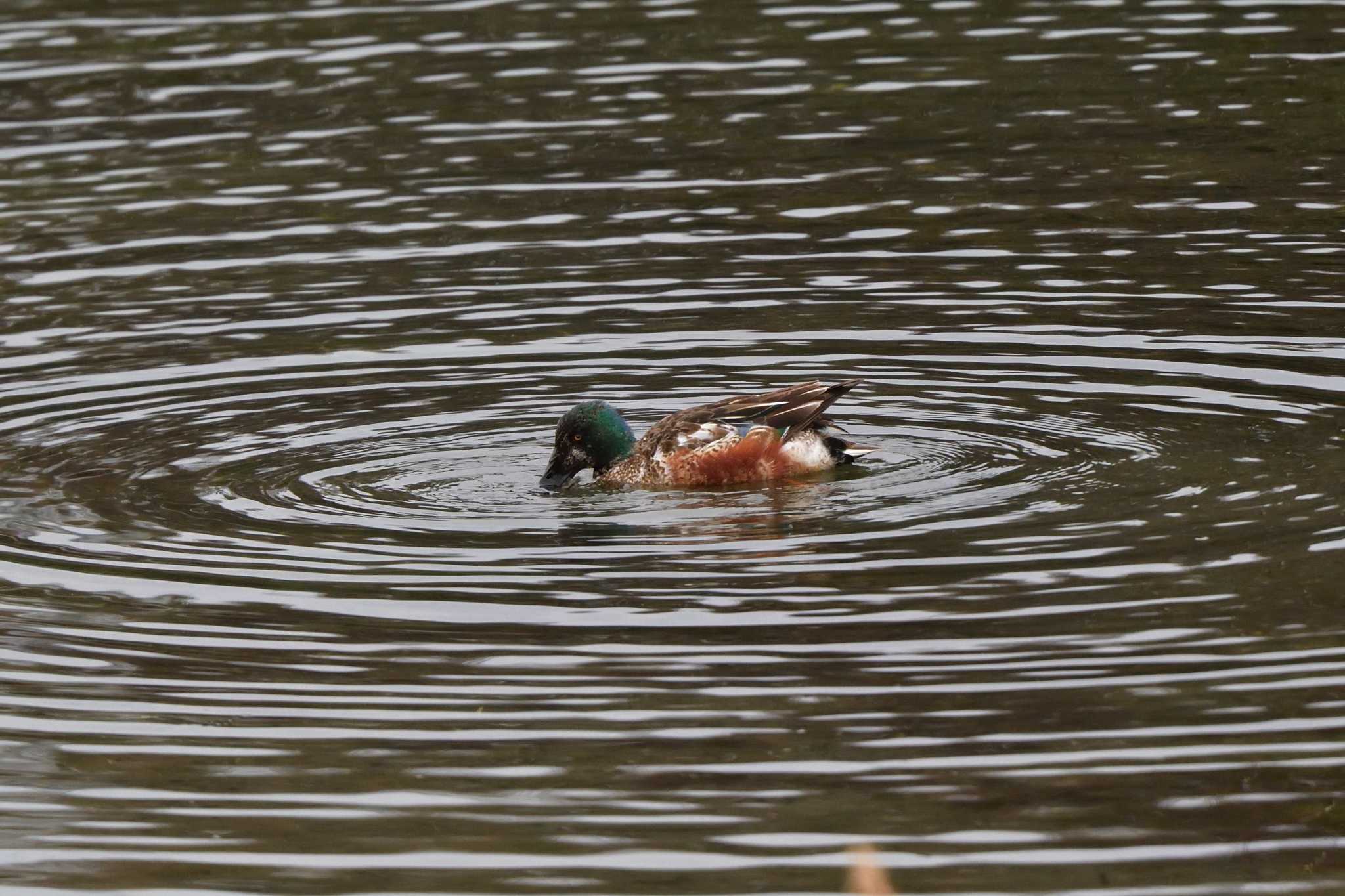 Northern Shoveler