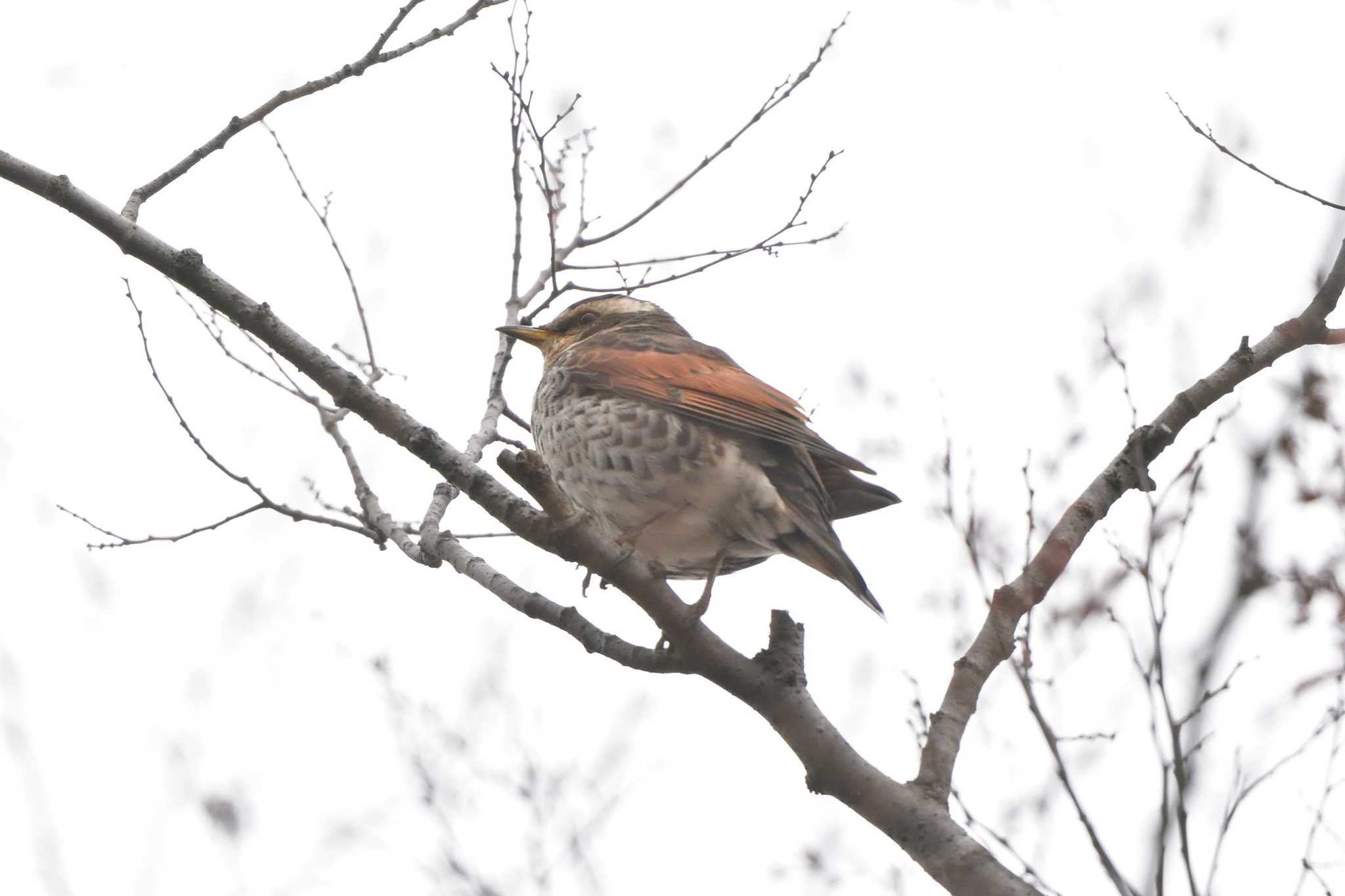 Dusky Thrush