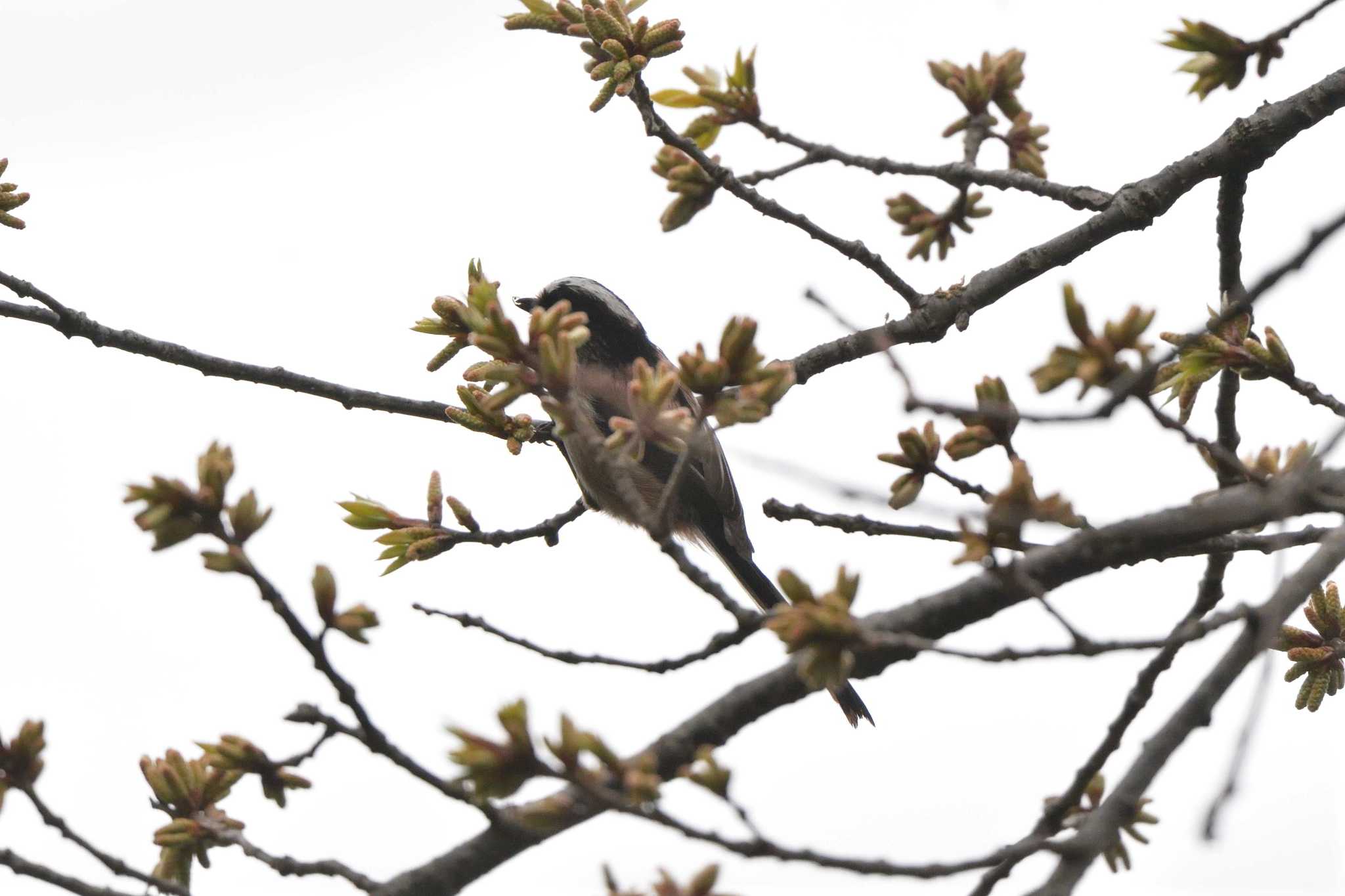 Photo of Long-tailed Tit at Nagahama Park by やなさん