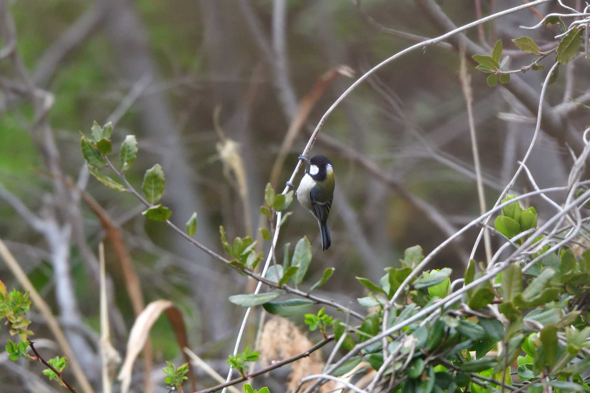 Japanese Tit