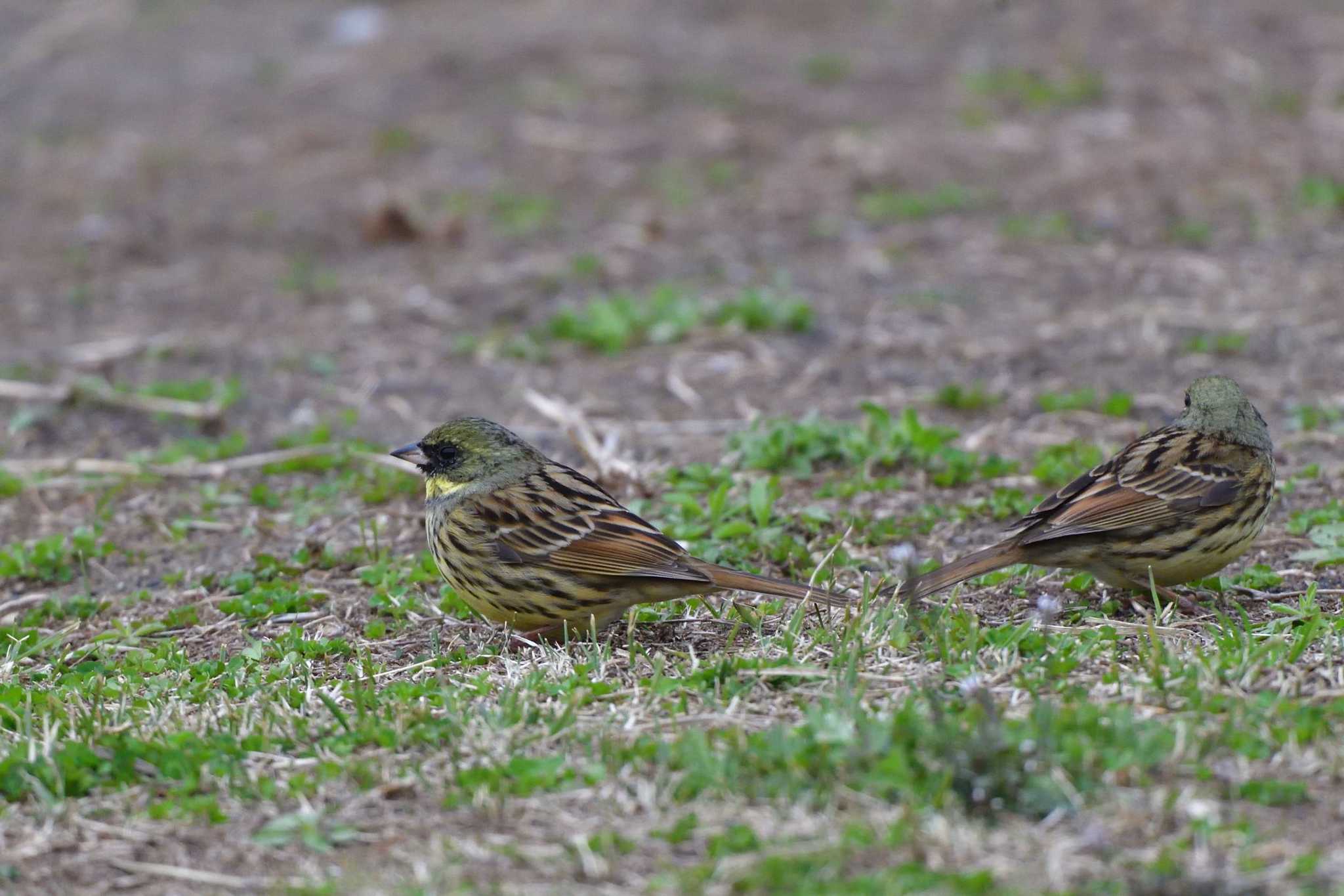 Masked Bunting