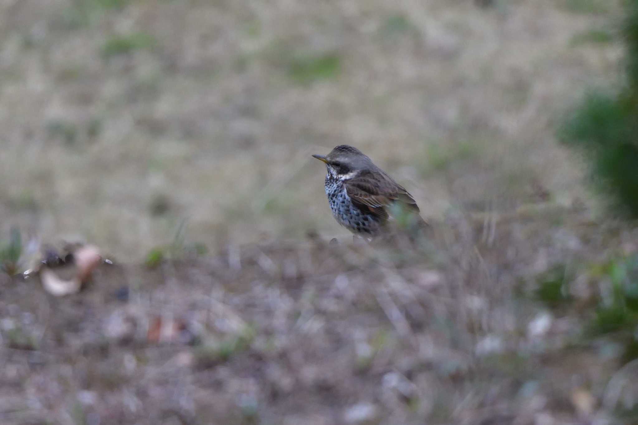 Photo of Dusky Thrush at Nagahama Park by やなさん