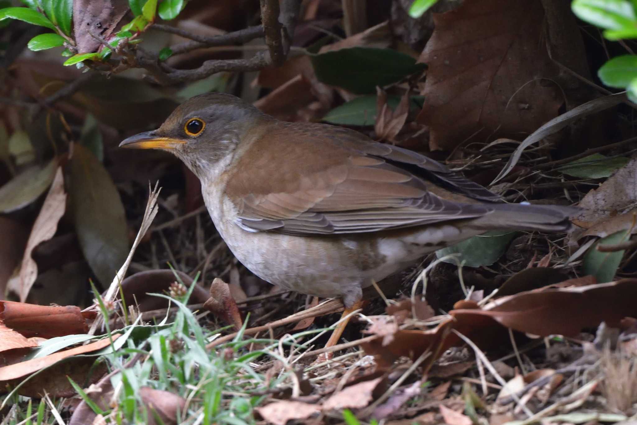 Pale Thrush