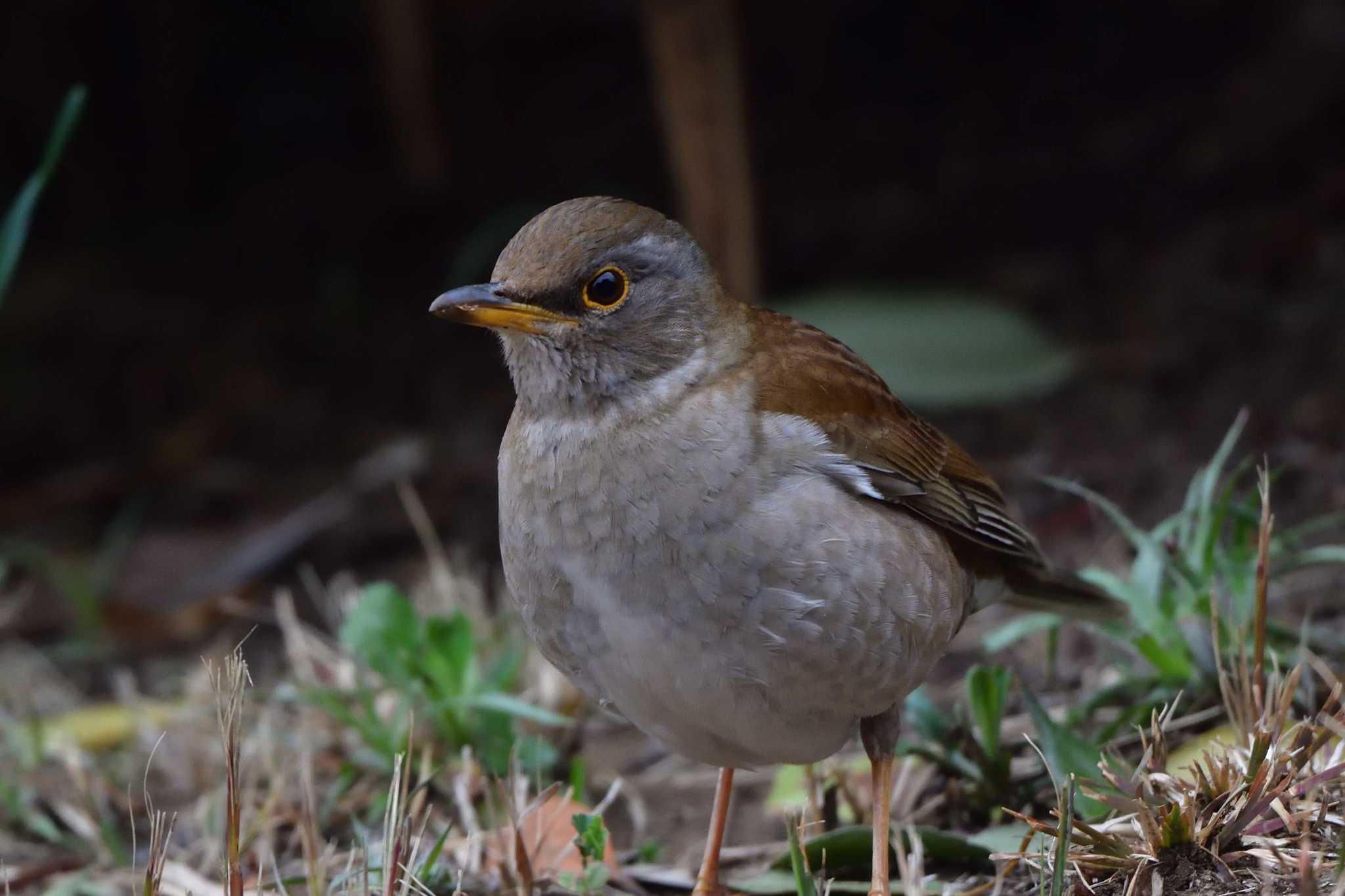 Pale Thrush