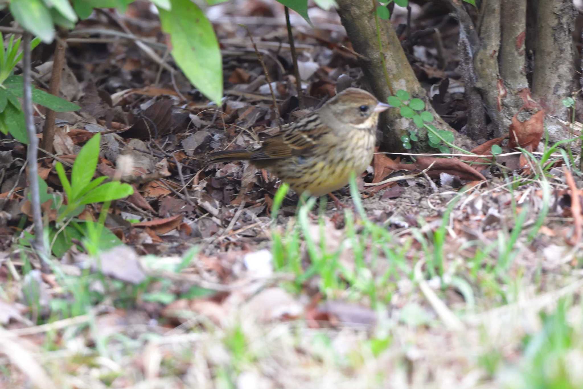 Photo of Masked Bunting at Nagahama Park by やなさん