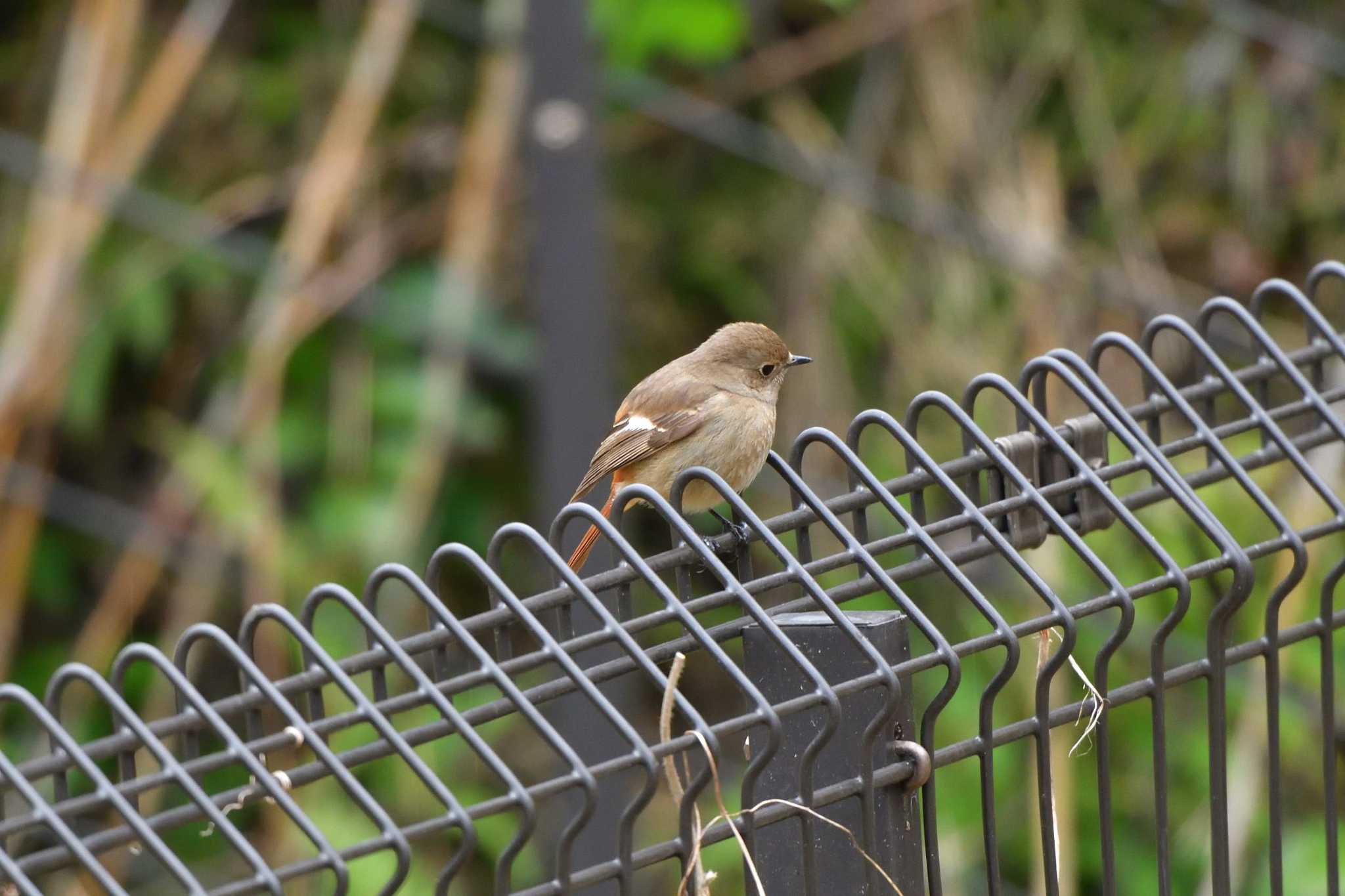 Daurian Redstart