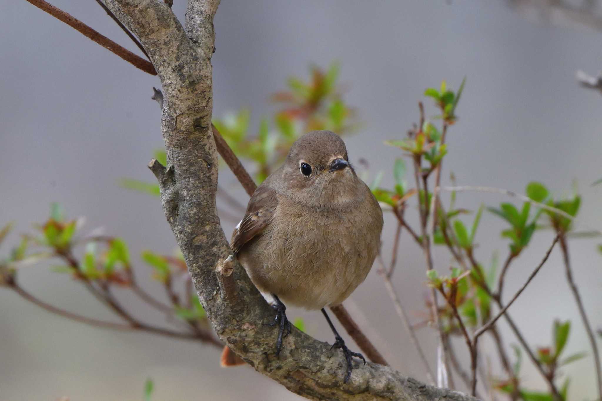 Daurian Redstart