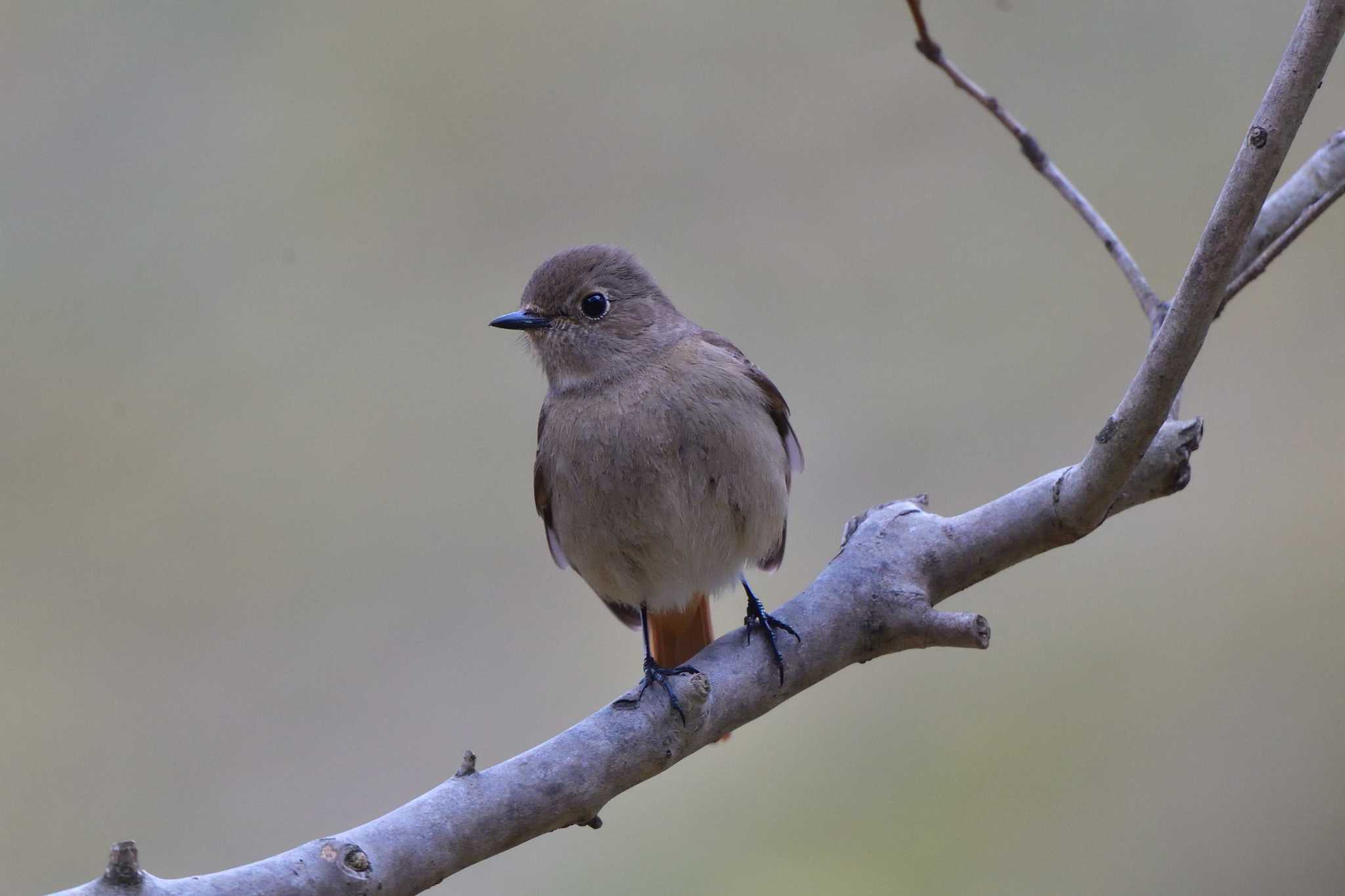 Daurian Redstart