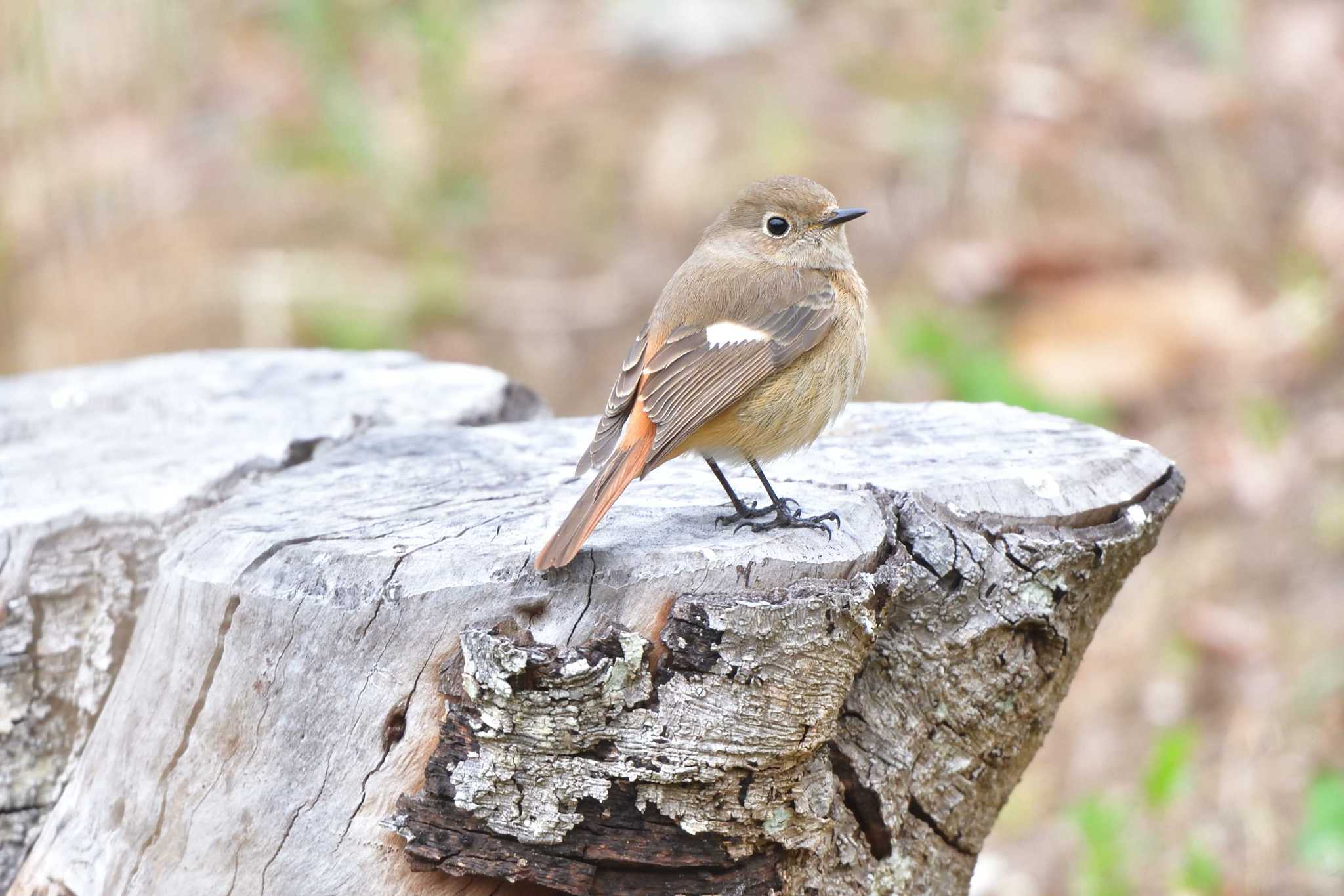 Daurian Redstart