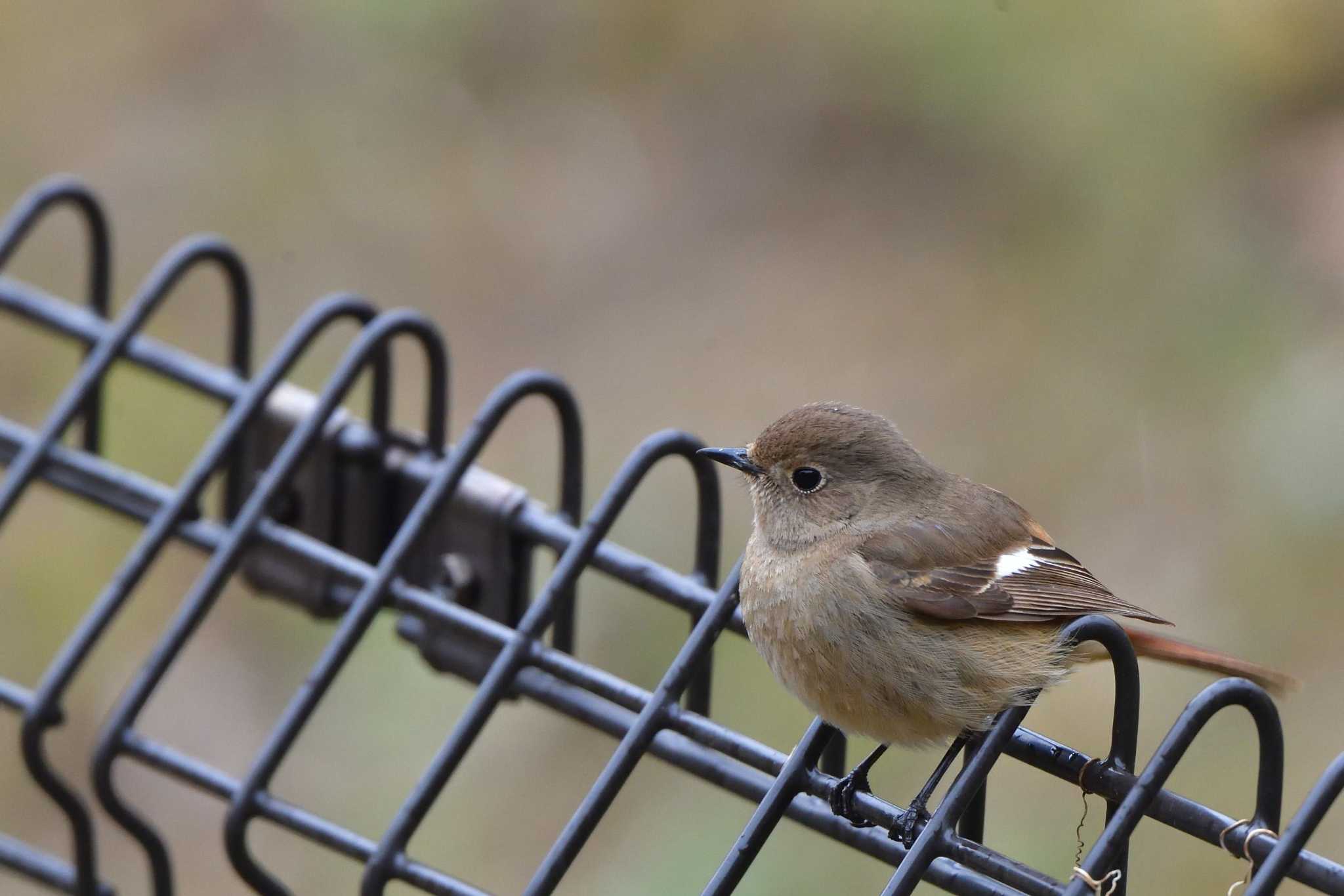 Daurian Redstart