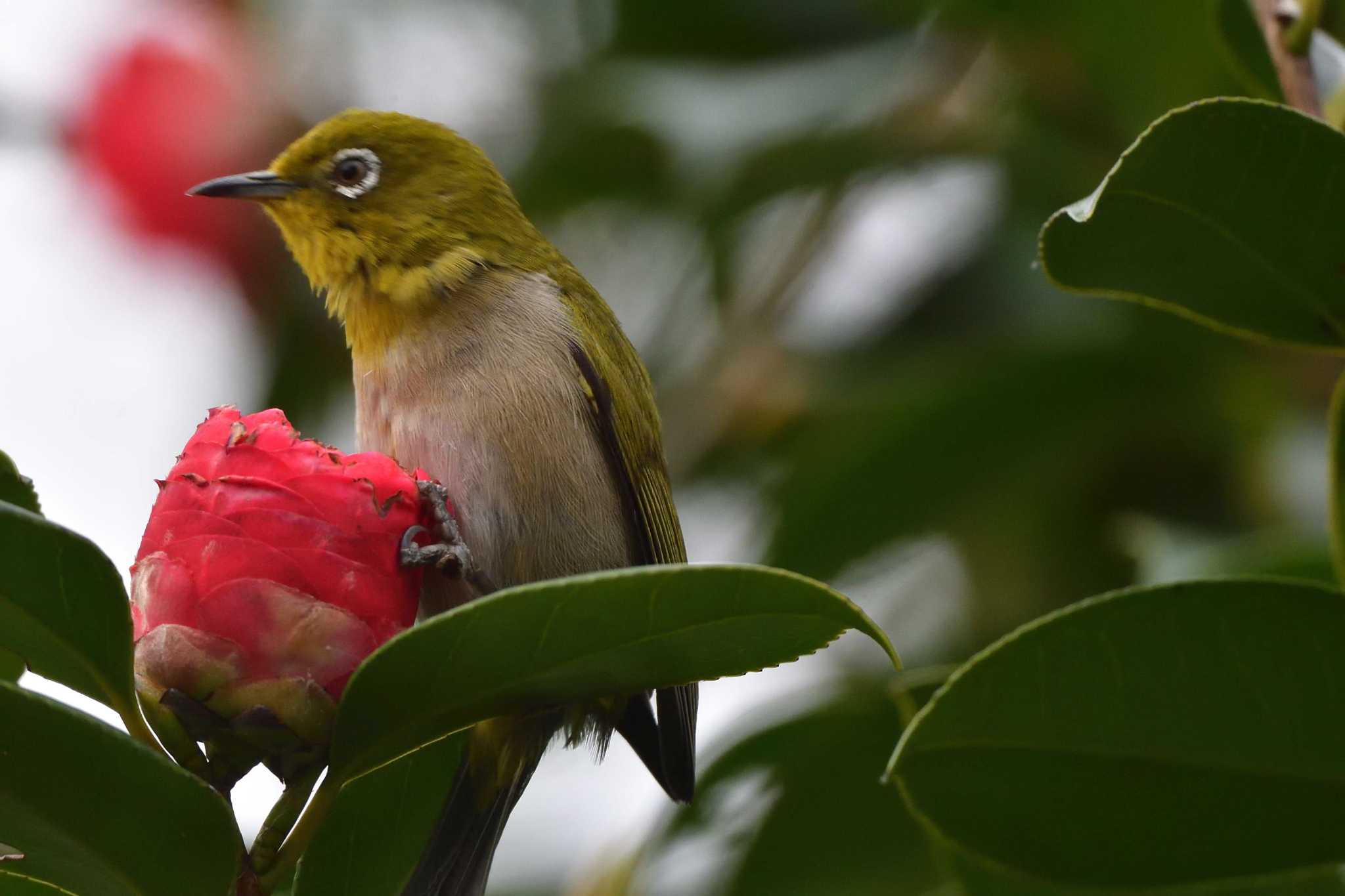 Photo of Warbling White-eye at Nagahama Park by やなさん