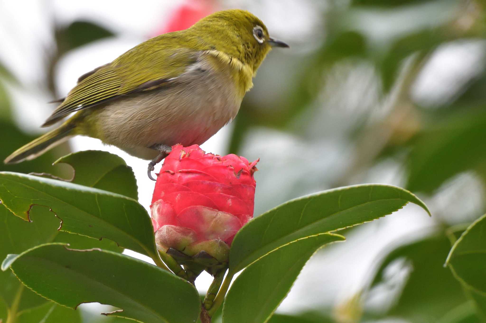 Warbling White-eye