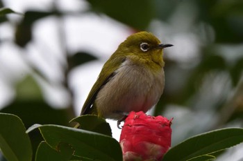 Warbling White-eye Nagahama Park Sat, 3/23/2024