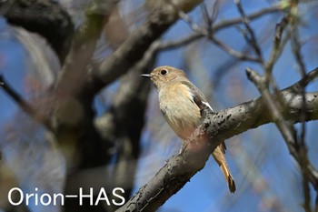 Daurian Redstart 東京都多摩地域 Wed, 3/27/2024