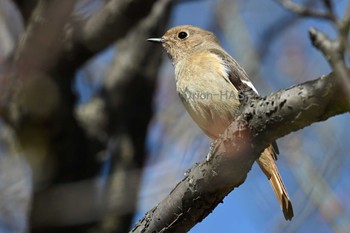 Daurian Redstart 東京都多摩地域 Wed, 3/27/2024