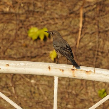 Blue Rock Thrush 横須賀中央公園 Mon, 12/17/2018