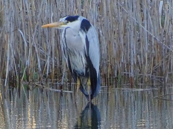 Grey Heron Maioka Park Wed, 3/27/2024