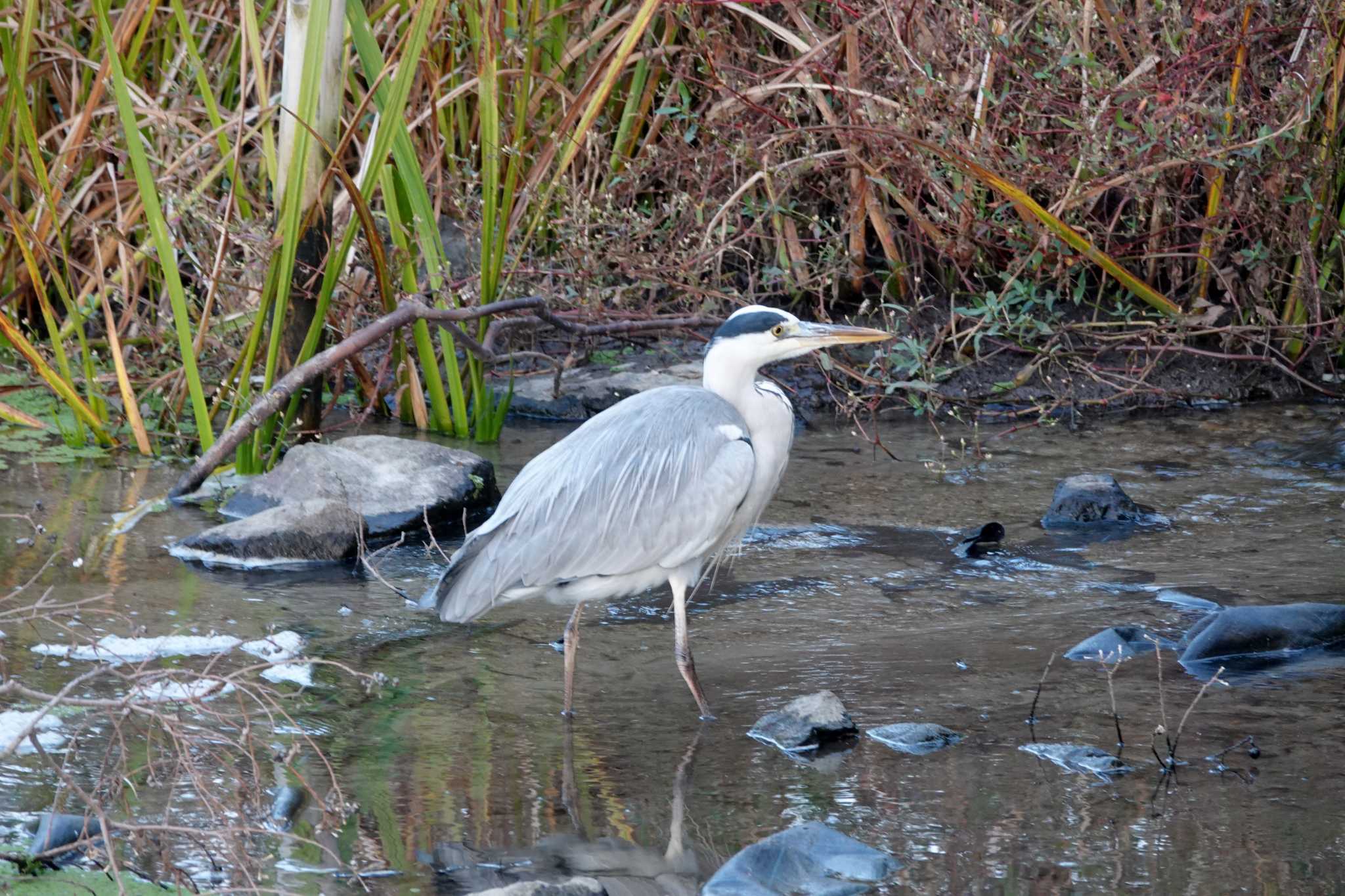 昆陽池公園 アオサギの写真 by レスター