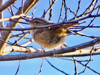 Japanese Bush Warbler Maioka Park Wed, 3/27/2024