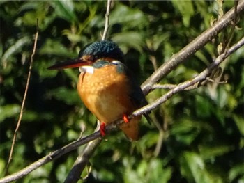 Common Kingfisher Maioka Park Wed, 3/27/2024