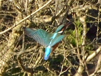 カワセミ 舞岡公園 2024年3月27日(水)