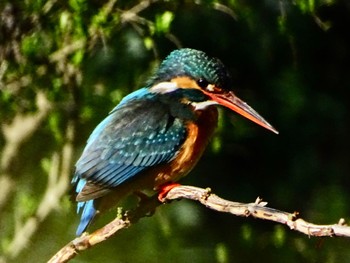 カワセミ 舞岡公園 2024年3月27日(水)