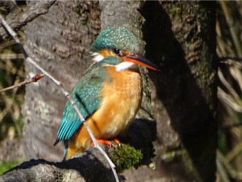 Common Kingfisher Maioka Park Wed, 3/27/2024