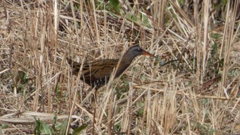 Brown-cheeked Rail 奈良県 Wed, 3/27/2024