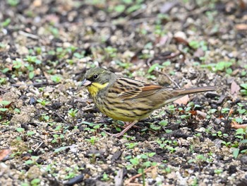 アオジ 馬見丘陵公園 2024年1月27日(土)